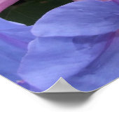 Morning Glory Poster (Ecke)