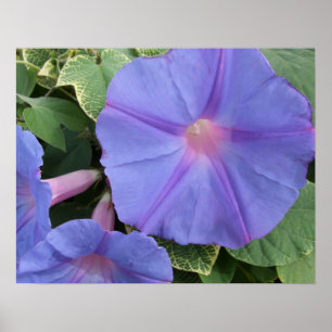 Morning Glory Poster