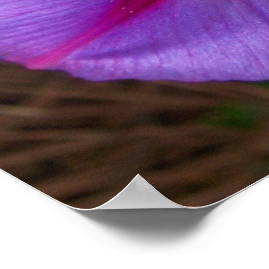 Morning Glory Poster (Ecke)