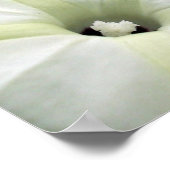 Morning Glory Poster (Ecke)