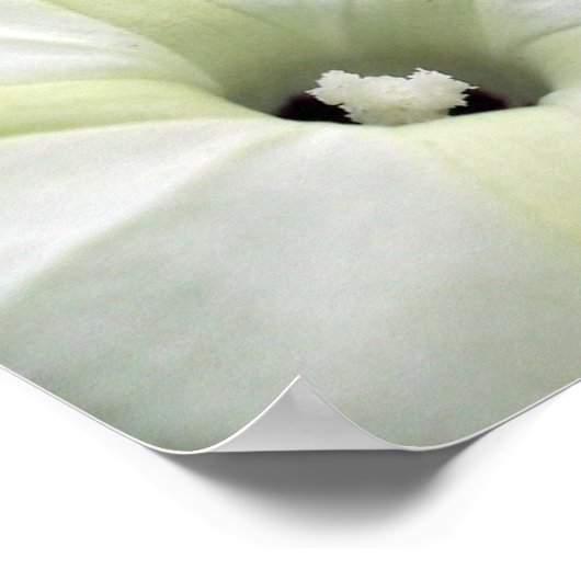 Morning Glory Poster (Ecke)