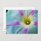 Morning Glory Postkarte (Vorne/Hinten)