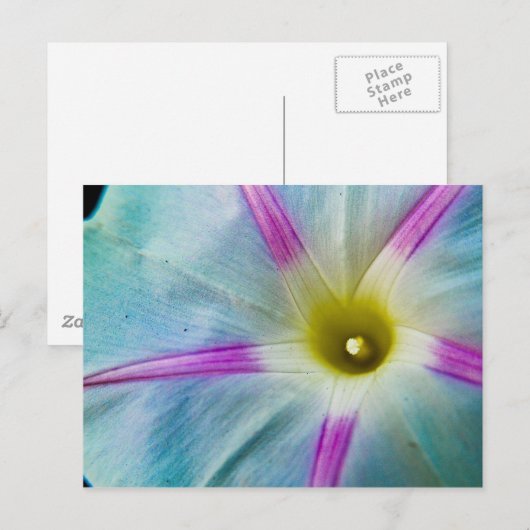 Morning Glory Postkarte (Vorne/Hinten)