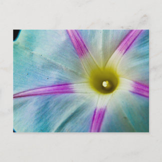 Morning Glory Postkarte