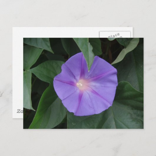 Morning Glory Postkarte (Vorne/Hinten)