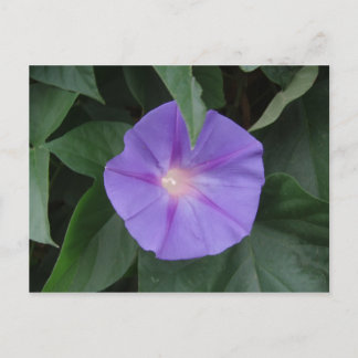 Morning Glory Postkarte