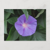 Morning Glory Postkarte (Vorderseite)