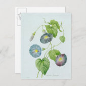 Morning Glory Postkarte (Vorne/Hinten)