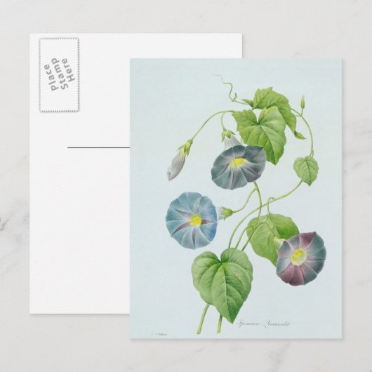 Morning Glory Postkarte (Vorne/Hinten)