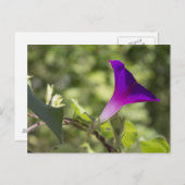 Morning Glory Postkarte (Vorne/Hinten)