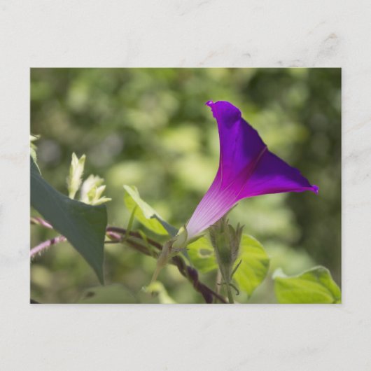 Morning Glory Postkarte (Vorderseite)