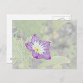 Morning Glory Postkarte (Vorne/Hinten)