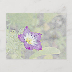 Morning Glory Postkarte