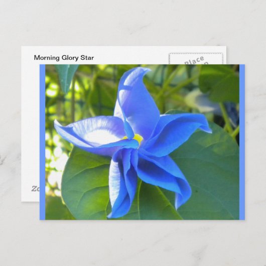 Morning Glory Star Postkarte (Vorne/Hinten)