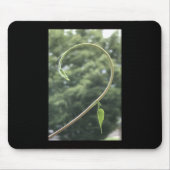 Morning Glory Tendril and Leaf Mousepad (Vorne)