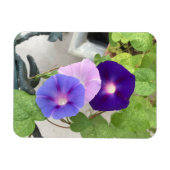 Morning Glory Trio Magnet (Horizontal)