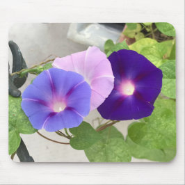Morning Glory Trio Nahaufnahme Mousepad