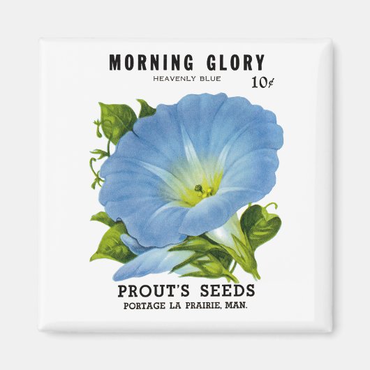 Morning Glory Vintag Seed Packet Magnet (Vorne)