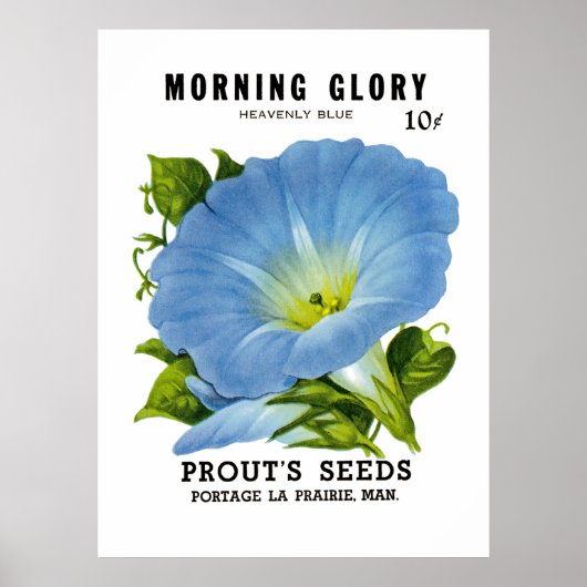 Morning Glory Vintag Seed Packet Poster (Vorne)