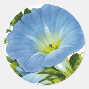 Morning Glory Vintag Seed Packet Runder Aufkleber