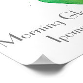 Morning Glory Watercolor Blume Botanisch Poster (Ecke)