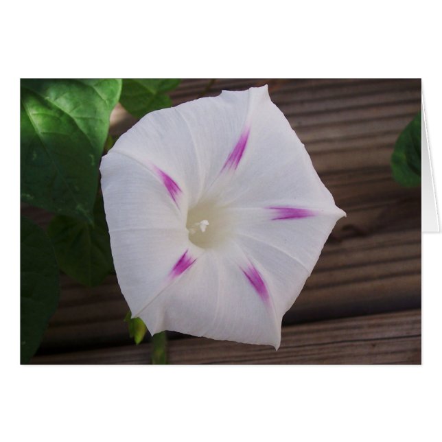 Morning Glory White (Vorderseite (Horizontal))