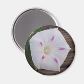Morning Glory White Magnet (Vorderseite/Rückseite)