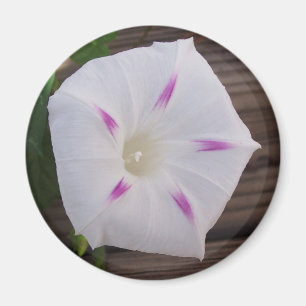 Morning Glory White Magnet