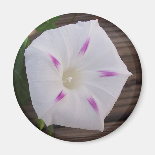 Morning Glory White Magnet (Vorne)