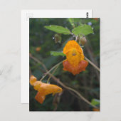 "Morning Glow" Orange Jewel Postkarte (Vorne/Hinten)