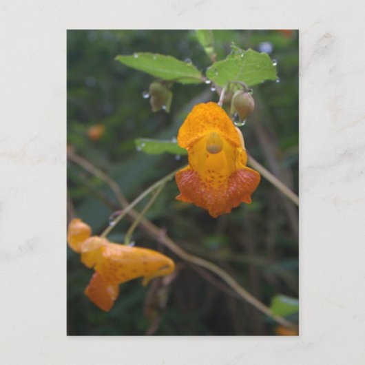 "Morning Glow" Orange Jewel Postkarte (Vorderseite)