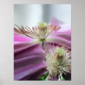 Morning Light Lila Passion Blume Poster (Vorne)