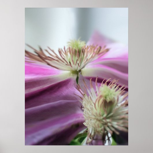 Morning Light Lila Passion Blume Poster (Vorne)