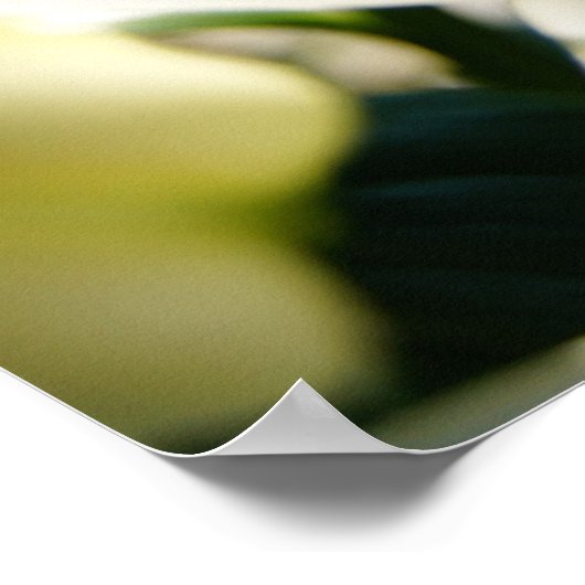 Morning Lily Poster (Ecke)