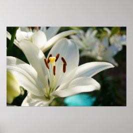 Morning Lily Poster