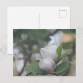 Morning Magnolia Postkarte (Vorne/Hinten)