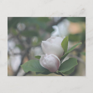 Morning Magnolia Postkarte