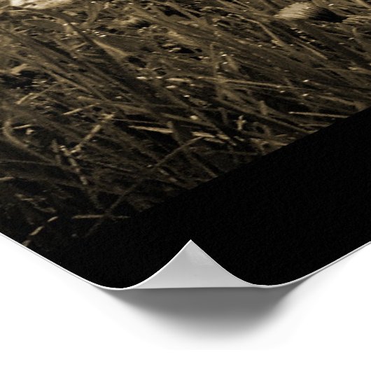 Morning Mist Dandelions Poster (Ecke)