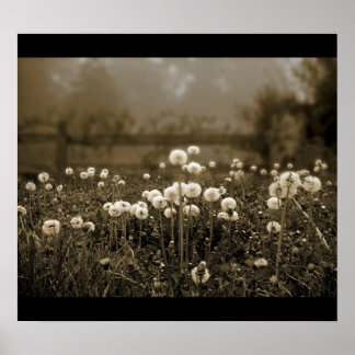 Morning Mist Dandelions Poster