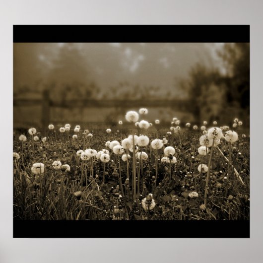 Morning Mist Dandelions Poster (Vorne)