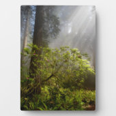 Morning Mist on Rhododendron Fotoplatte (Vorderseite)