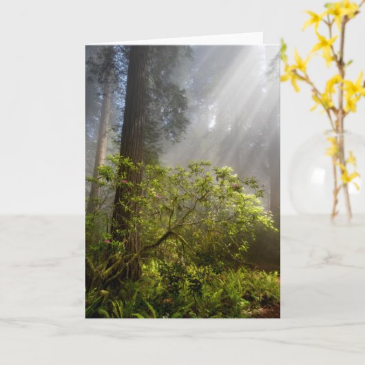 Morning Mist on Rhododendron Karte (Gelbe Blume)