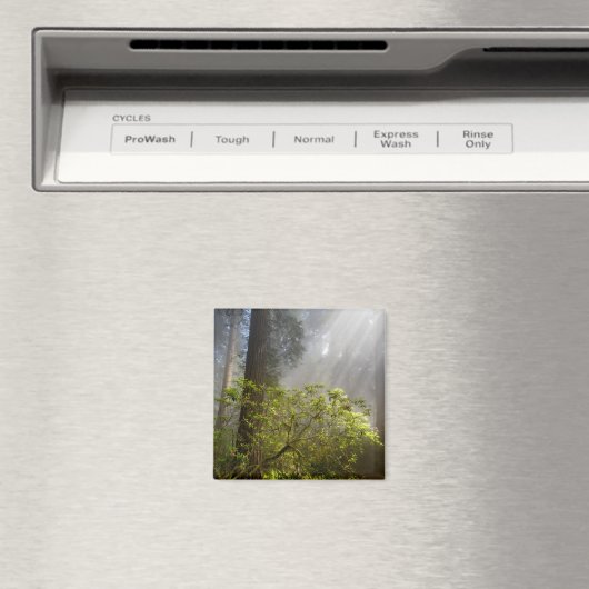 Morning Mist on Rhododendron Magnet (In Situ (Geschirrspüler))