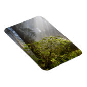 Morning Mist on Rhododendron Magnet (Rechte Seite)