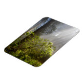 Morning Mist on Rhododendron Magnet (Linke Seite)