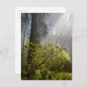 Morning Mist on Rhododendron Postkarte (Vorne/Hinten)