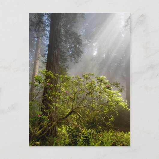 Morning Mist on Rhododendron Postkarte (Vorderseite)