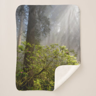 Morning Mist on Rhododendron Sherpadecke
