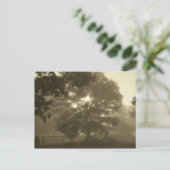 Morning Mist Postkarte (Stehend Vorderseite)