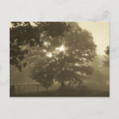 Morning Mist Postkarte (Vorderseite)